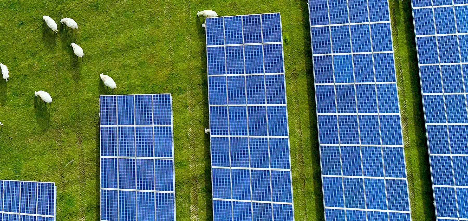 Birdseye view of solar panels and sheep in a field