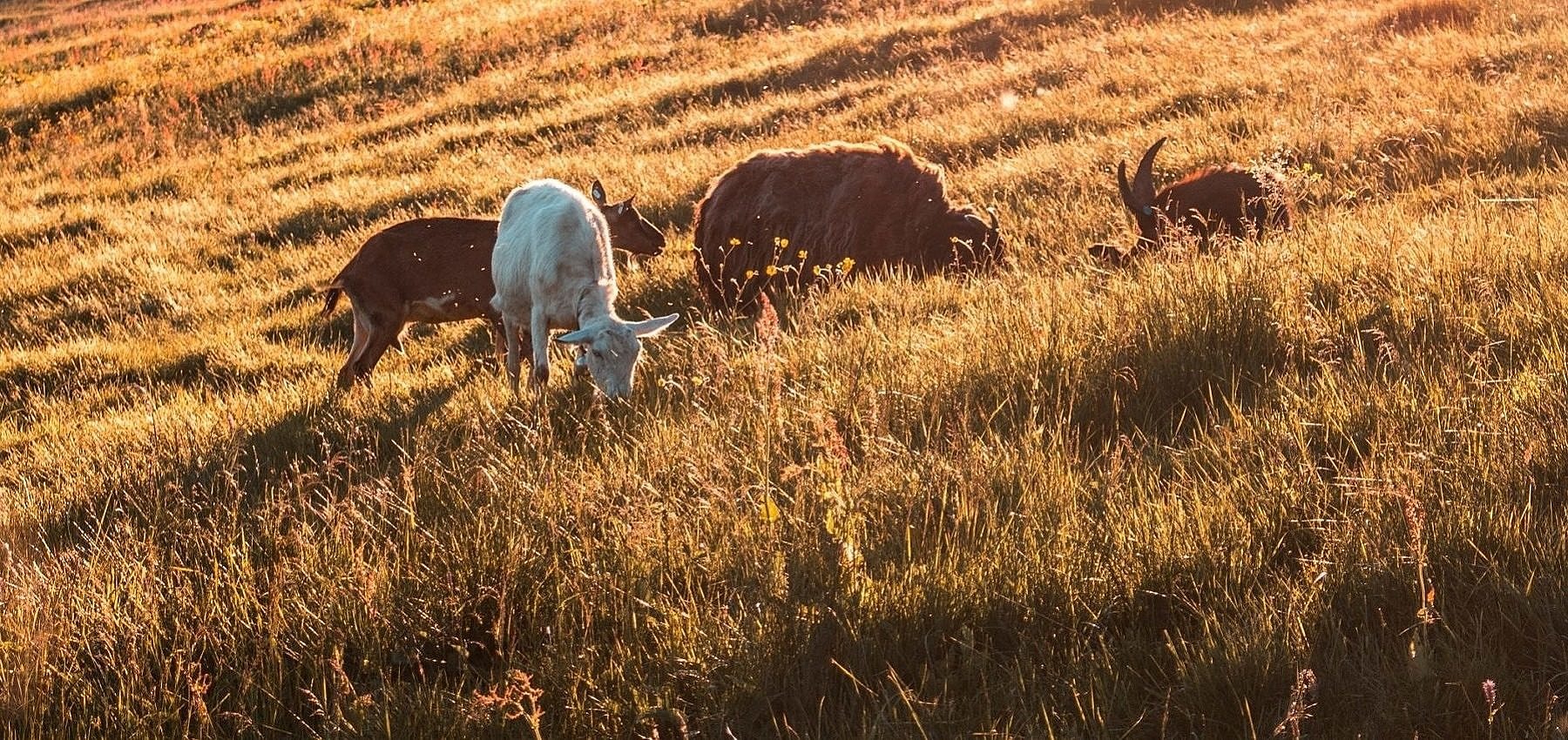 Goats grazing in a field