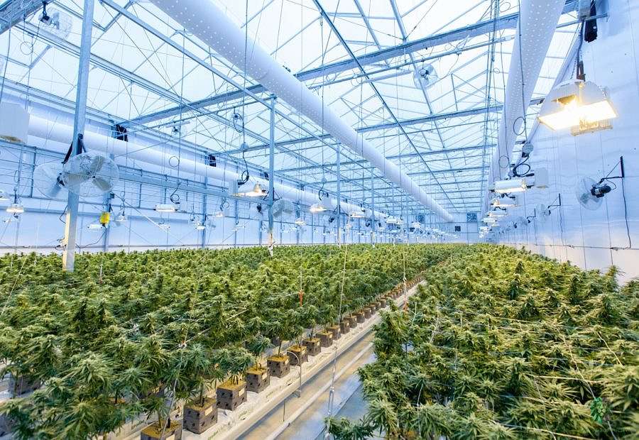 Cannabis growing in a large commercial greenhouse