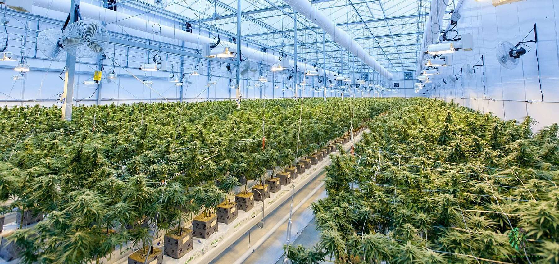 Cannabis growing in large commerical greenhouse